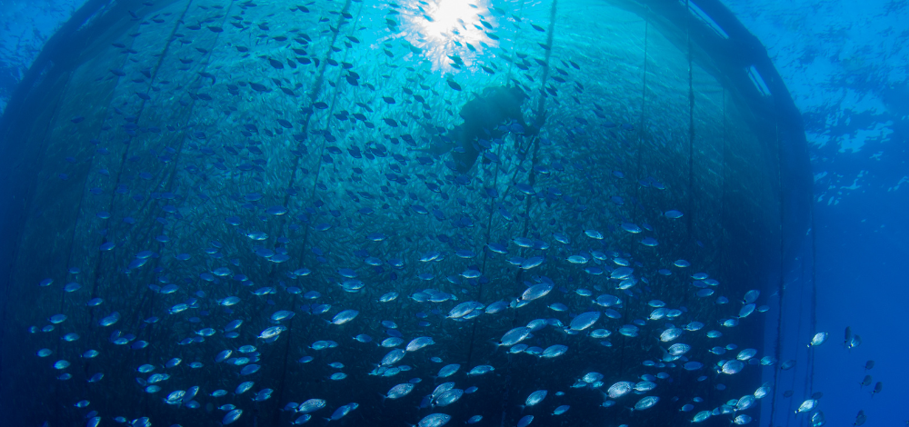 The Use of Chlorine Dioxide in Aquaculture and Fish Processing