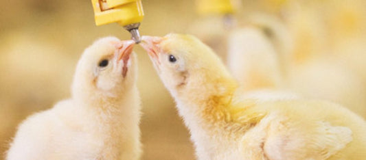 Winning the Battle Against Avian Flu with Selective Micro's Chlorine Dioxide