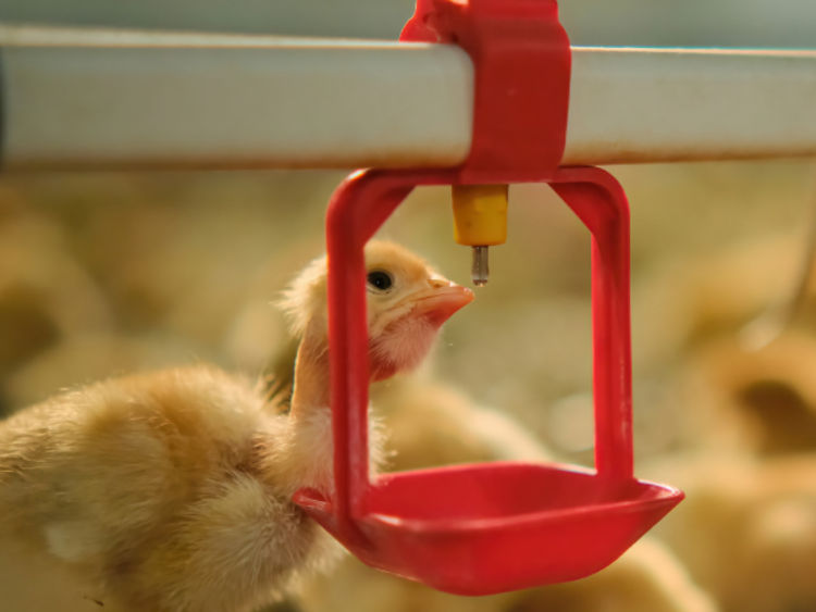 Birds drinking water treated with Selectrocide chlorine dioxide for poultry water treatment