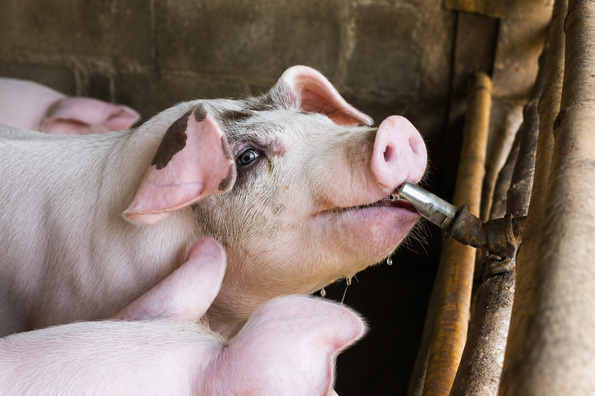 Pigs drinking water treated with Selectrocide chlorine dioxide for swine water treatment