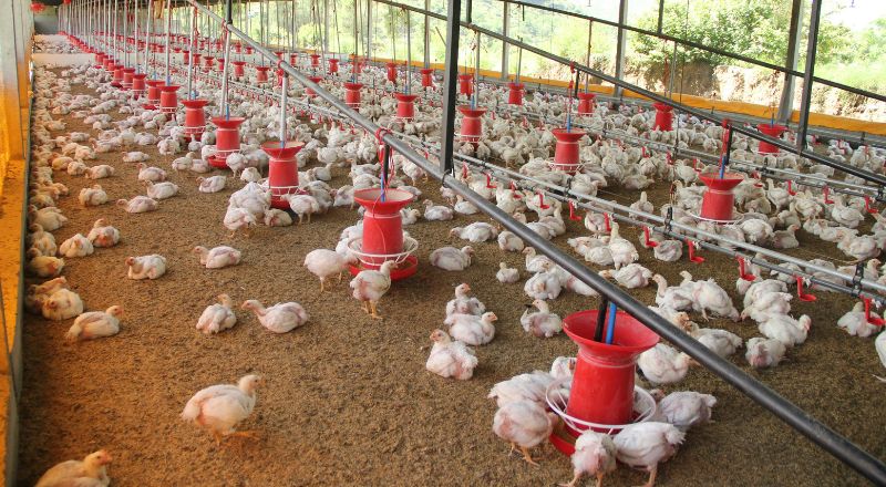 Restoring Poultry Water Quality at the Source