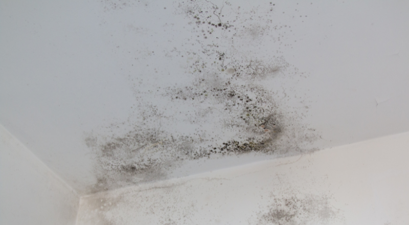 Real-World Mold Remediation Results.