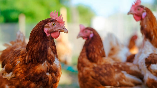 Revolutionizing Poultry Health: The Chlorine Dioxide Water Treatment Breakthrough