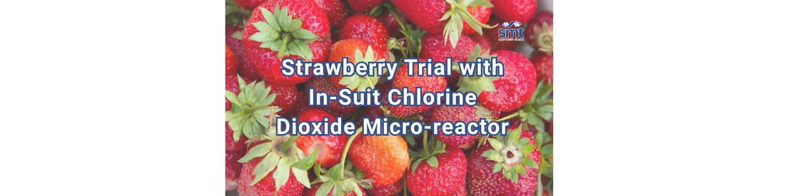 Strawberry Trial with In-Suit Chlorine Dioxide Micro-reactor