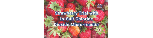 Strawberry Trial with In-Suit Chlorine Dioxide Micro-reactor