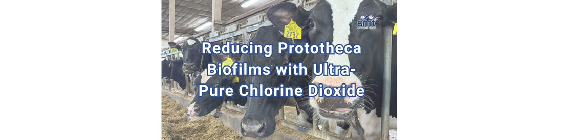 Reducing Prototheca Biofilms with Ultra-Pure Chlorine Dioxide