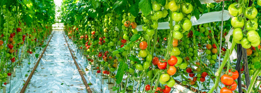 Boosting Crop Health and Yield with Chlorine Dioxide