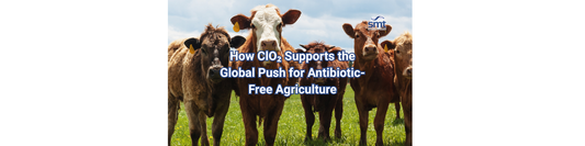 How ClO₂ Supports the Global Push for Antibiotic-Free Agriculture