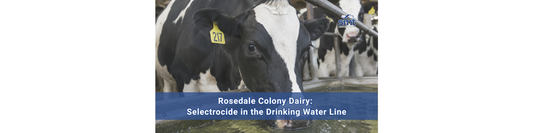 Rosedale Colony Dairy: Selectrocide in the Drinking Water Line