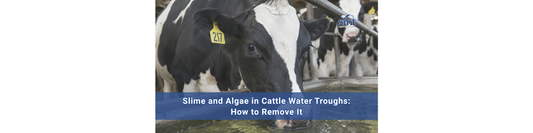 Slime and Algae in Cattle Water Troughs: How to Remove It
