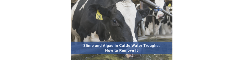 Slime and Algae in Cattle Water Troughs: How to Remove It