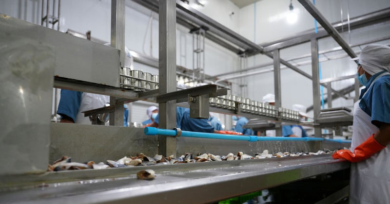 Workers in hairnets and gloves sorting seafood on a stainless steel conveyor line in a processing plant