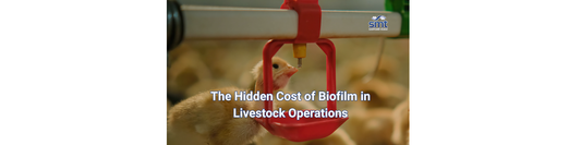 The Hidden Cost of Biofilm in Livestock Operations