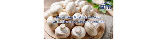 Protecting Mushroom Crops with Ultra-Pure Chlorine Dioxide