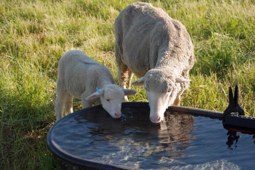 Can Ultra-Pure Chlorine Dioxide be Used to Treat Animal Drinking Water?
