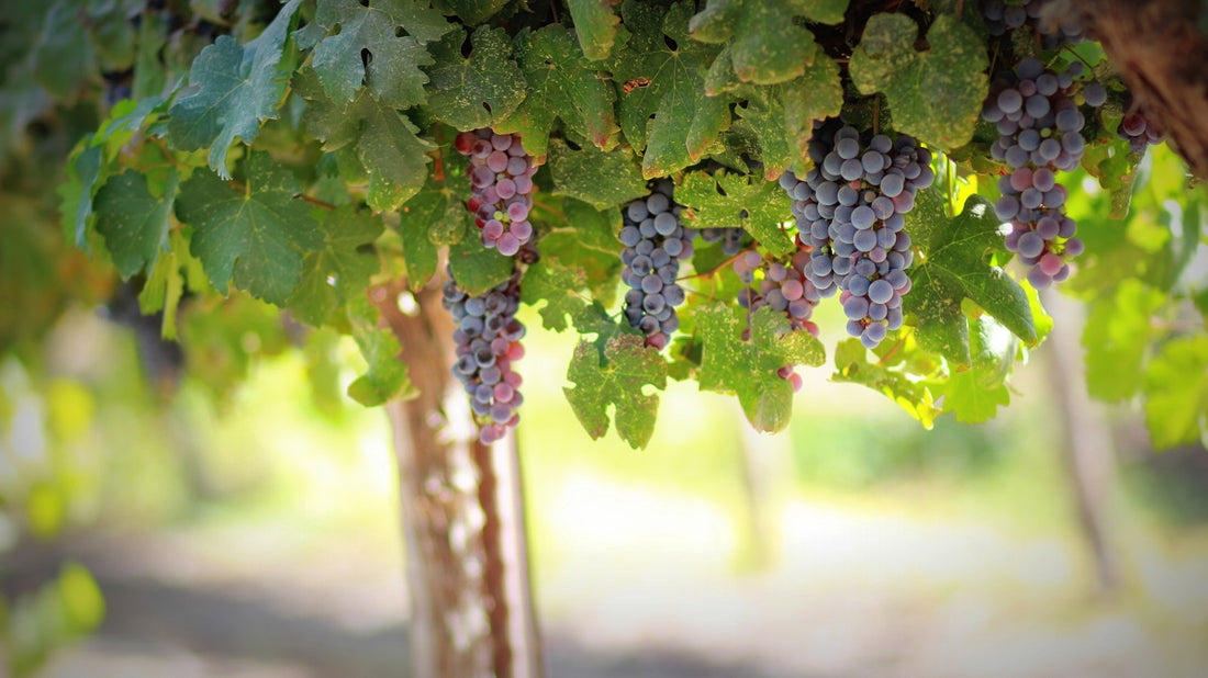 Can Ultra-Pure Chlorine Dioxide Be Used In Wineries?