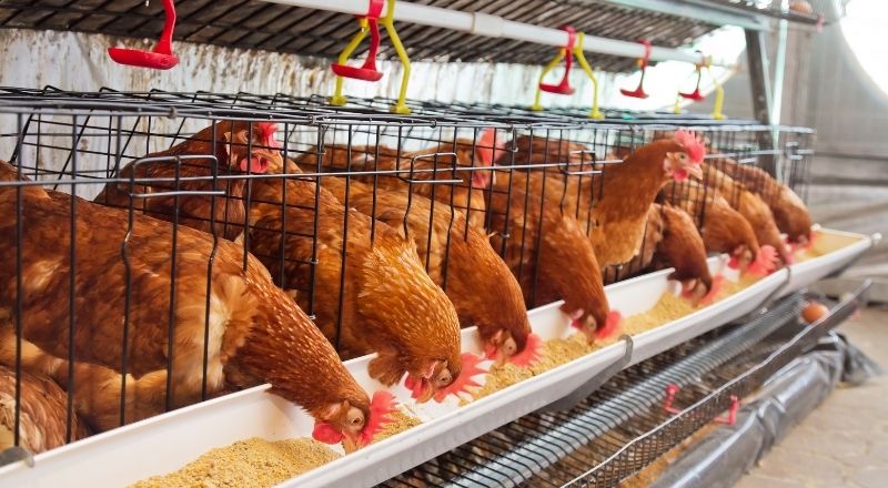 Cleaner Water. Healthier Flocks.