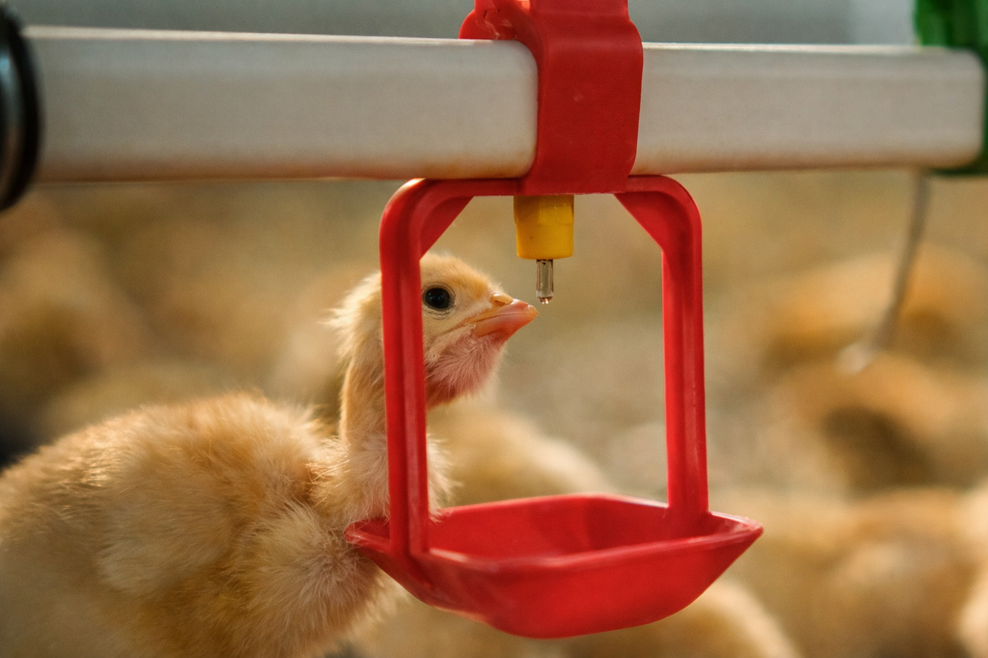 Chick drinking from nipple drinker with Selectrocide chlorine dioxide poultry water treatment.