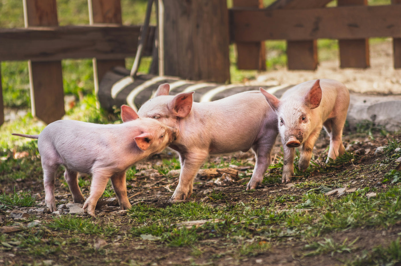 Piglets on swine farm where chlorine dioxide is used for animal health and sanitation.