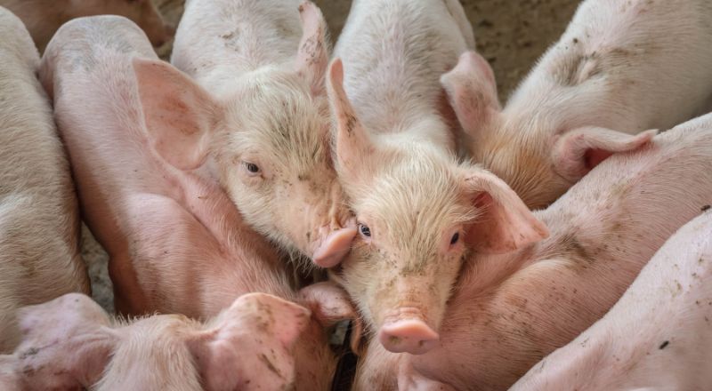 Herd of pigs in swine production facility where chlorine dioxide is used for sanitation and biosecurity.