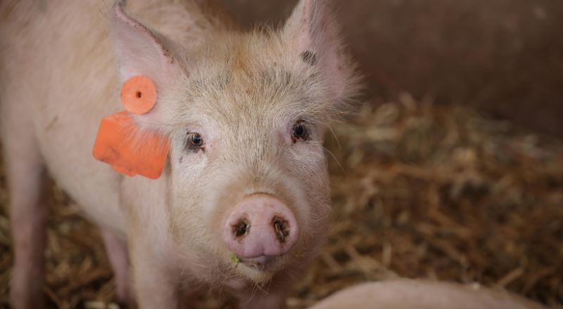 Clean Water. Healthier Hogs.