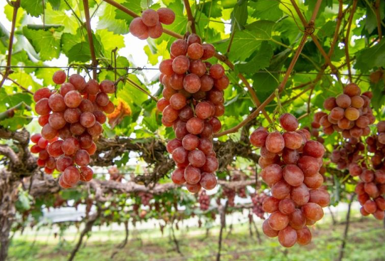 Protect Grape Quality from Field to Shelf.