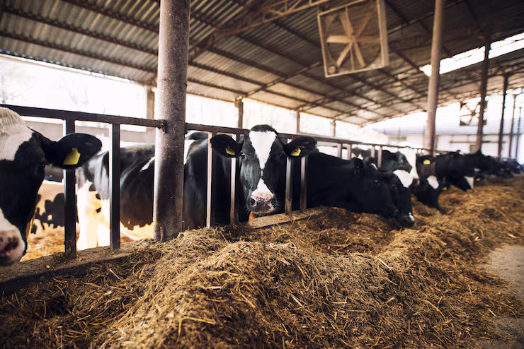 Cow drinking water treated with Selectrocide chlorine dioxide for livestock water treatment