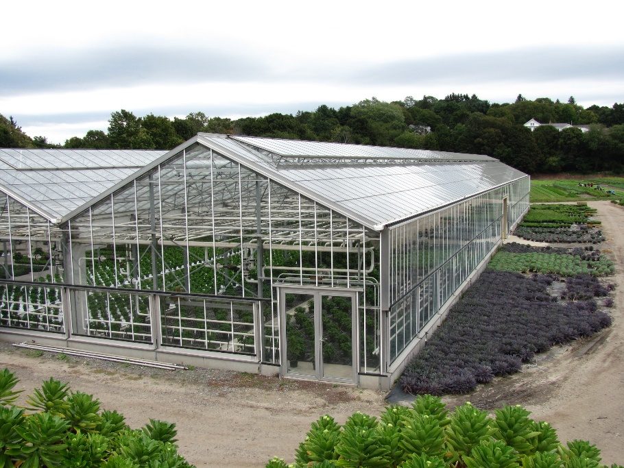 Commercial greenhouse range with nursery stock
